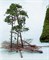 1534 Сосны деревья (10 каркасов ~100—160 мм и хвоя) - фото 15203